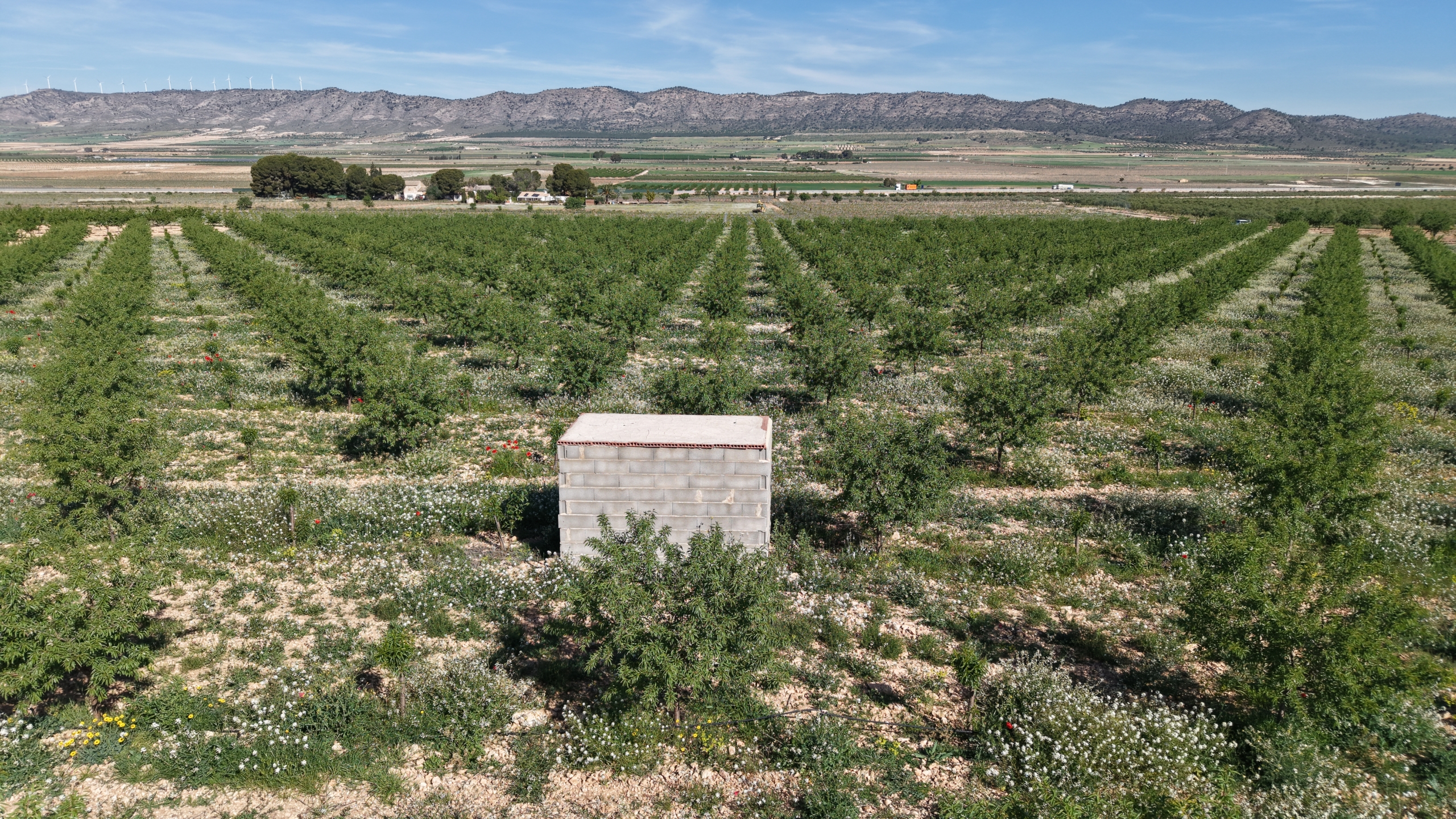 default Land te koop in Spanje: Bouwperceel van 21.625 m² met amandelbomen in Yecla (Murcia)