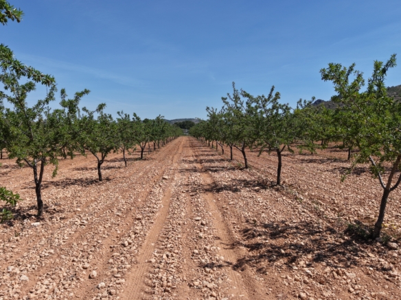 Bouwperceel te koop tussen Yecla & Pinoso: 38.802 m² met amandelbomen