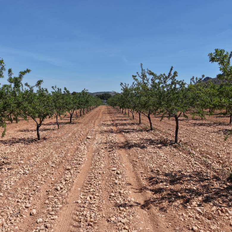 Bouwperceel te koop tussen Yecla & Pinoso: 38.802 m² met amandelbomen