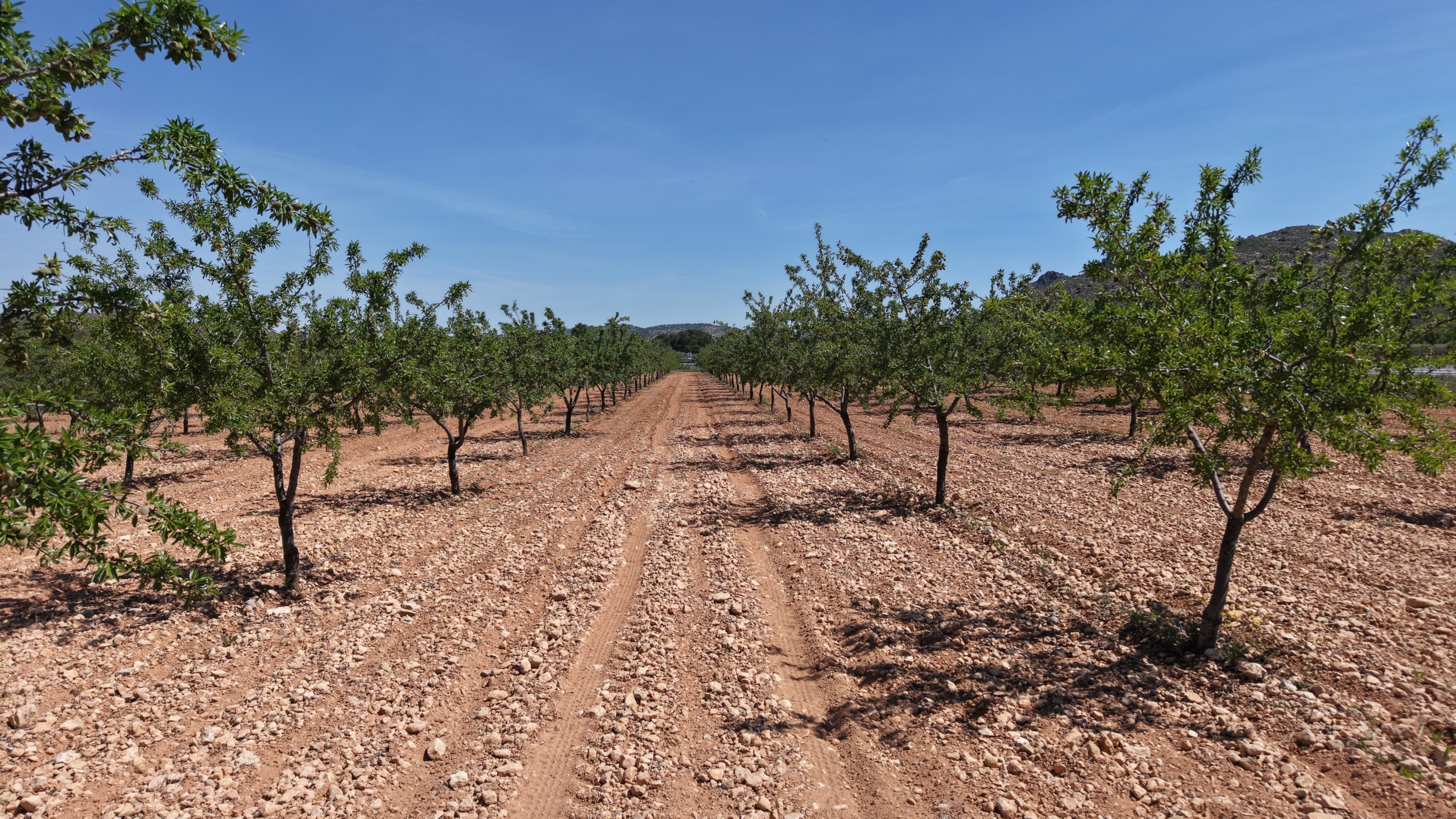 Bouwperceel te koop tussen Yecla & Pinoso: 38.802 m² met amandelbomen