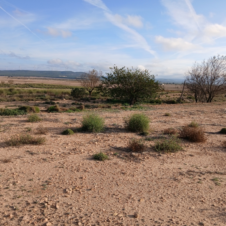 25.000m2 perceel in Yecla met irrigatiewater