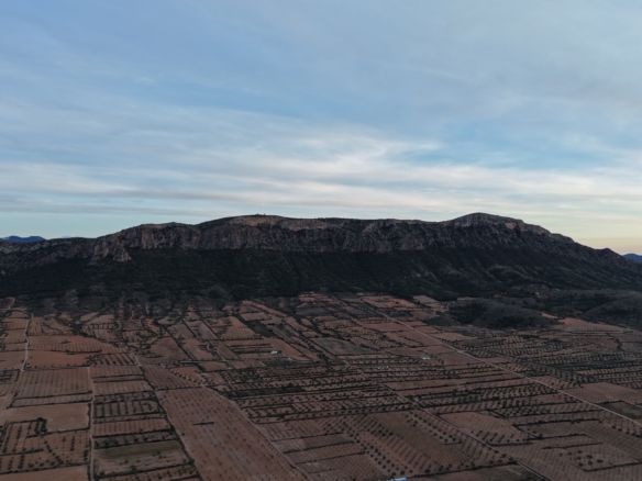 Prachtig vlak bouwperceel met volwassen olijfbomen te koop in Jumilla (Murcia)
