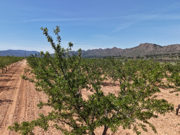 Bouwperceel te koop tussen Yecla & Pinoso: 38.802 m² met amandelbomen