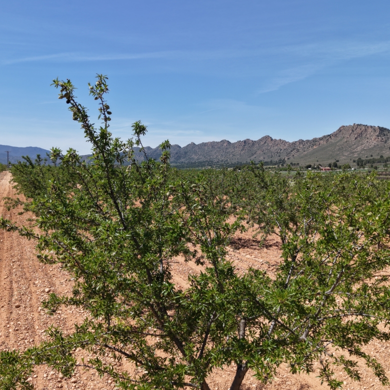 Bouwperceel te koop tussen Yecla & Pinoso: 38.802 m² met amandelbomen
