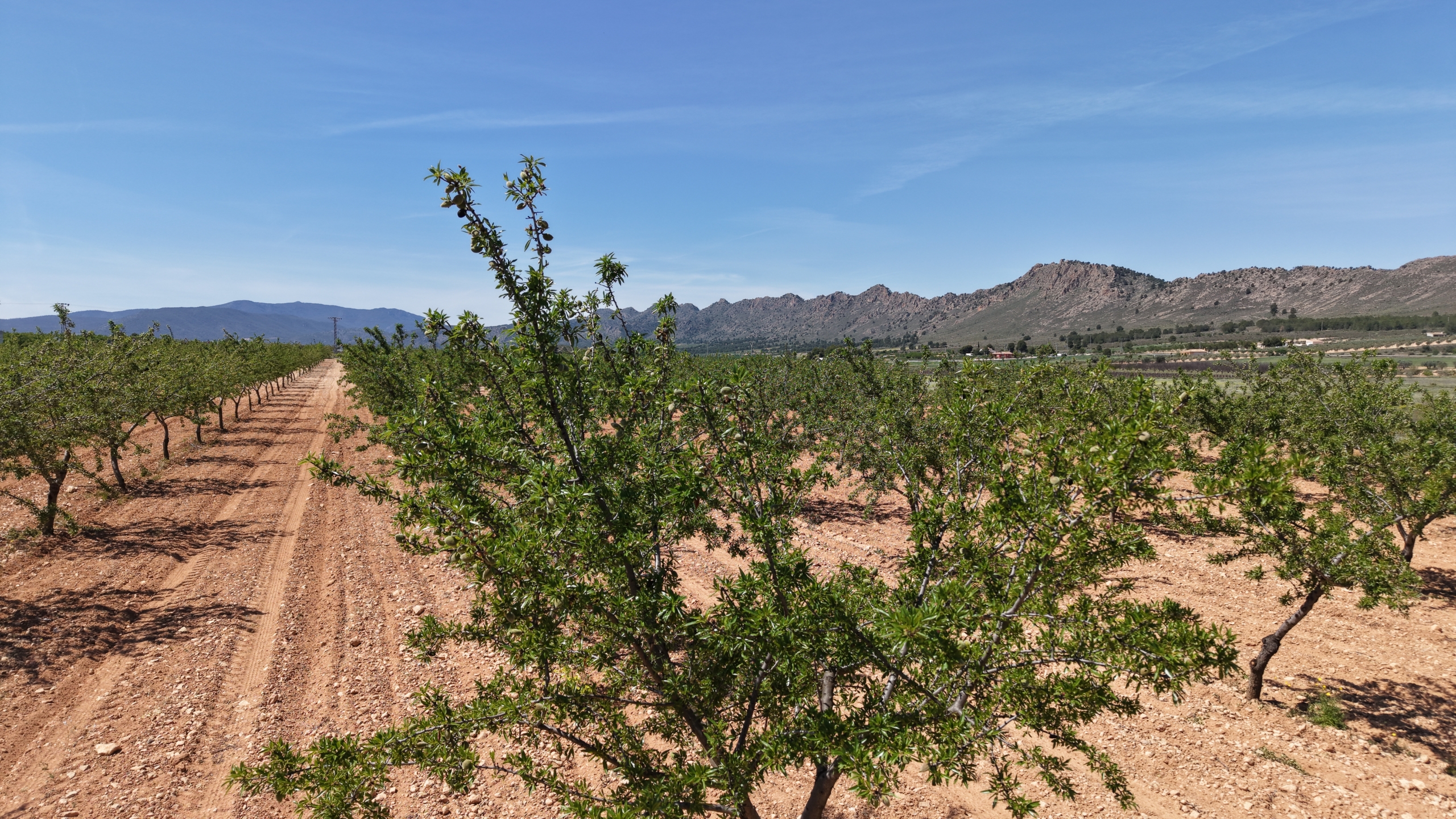 Bouwperceel te koop tussen Yecla & Pinoso: 38.802 m² met amandelbomen