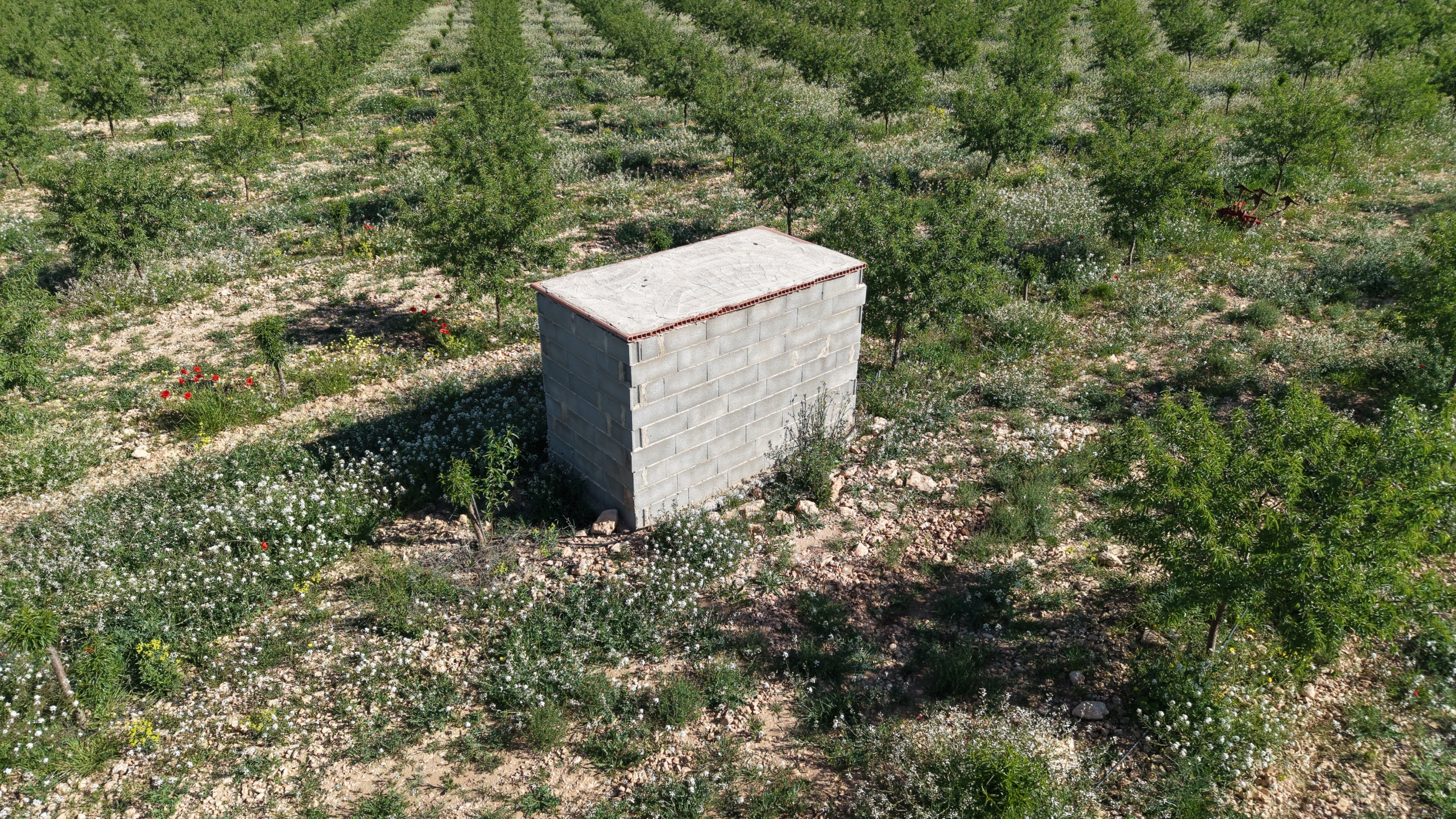 default Land te koop in Spanje: Bouwperceel van 21.625 m² met amandelbomen in Yecla (Murcia)