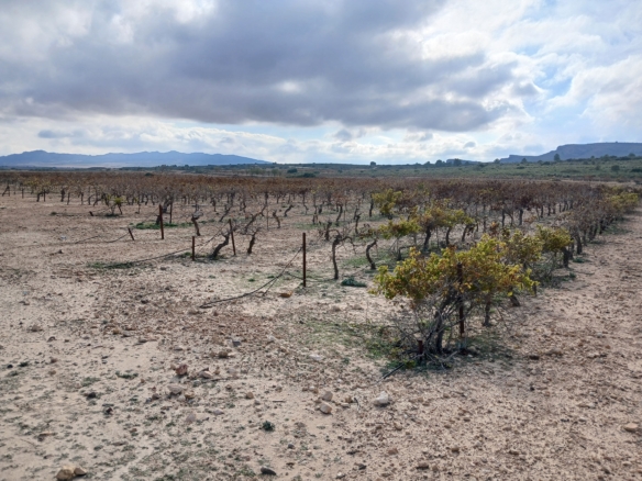 Exclusieve Investeringskans: 60 Hectare Geïrrigeerd Landgoed in Yecla (Murcia)