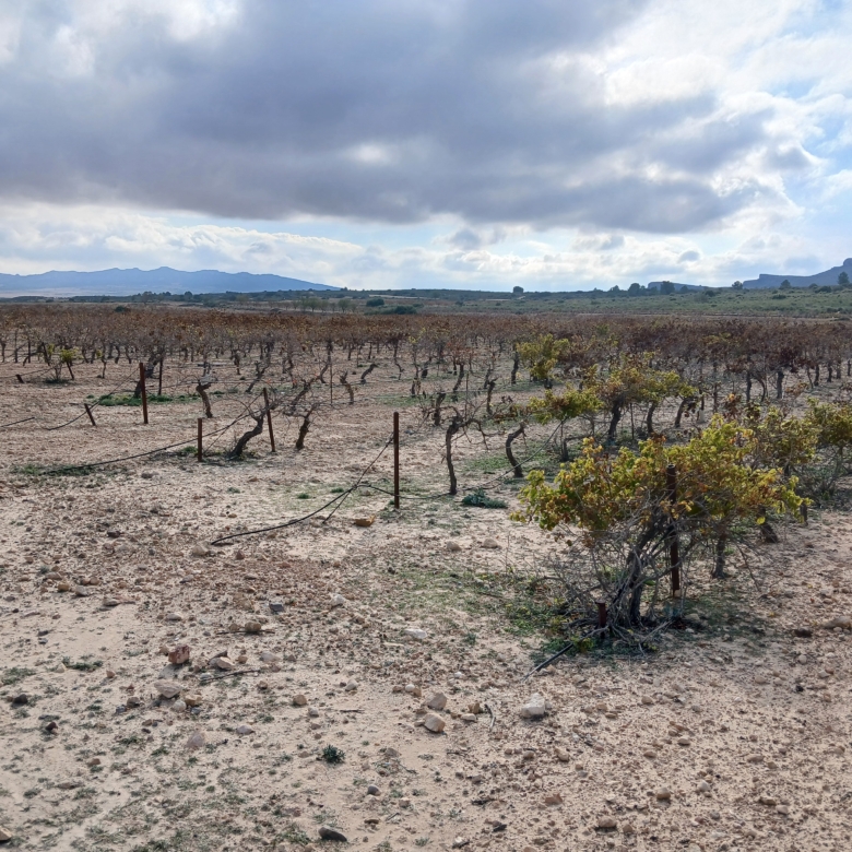 Exclusieve Investeringskans: 60 Hectare Geïrrigeerd Landgoed in Yecla (Murcia)
