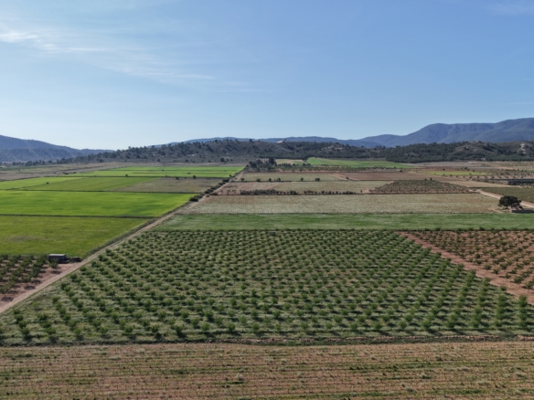 Land te koop in Spanje: Bouwperceel van 21.625 m² met amandelbomen in Yecla (Murcia)