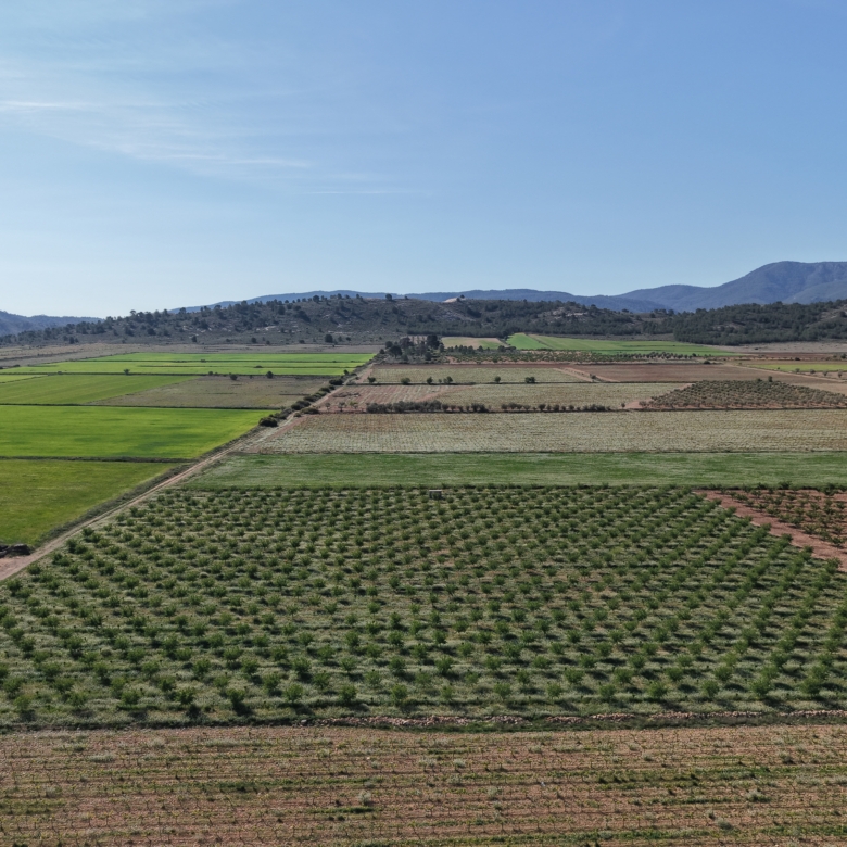 Land te koop in Spanje: Bouwperceel van 21.625 m² met amandelbomen in Yecla (Murcia)