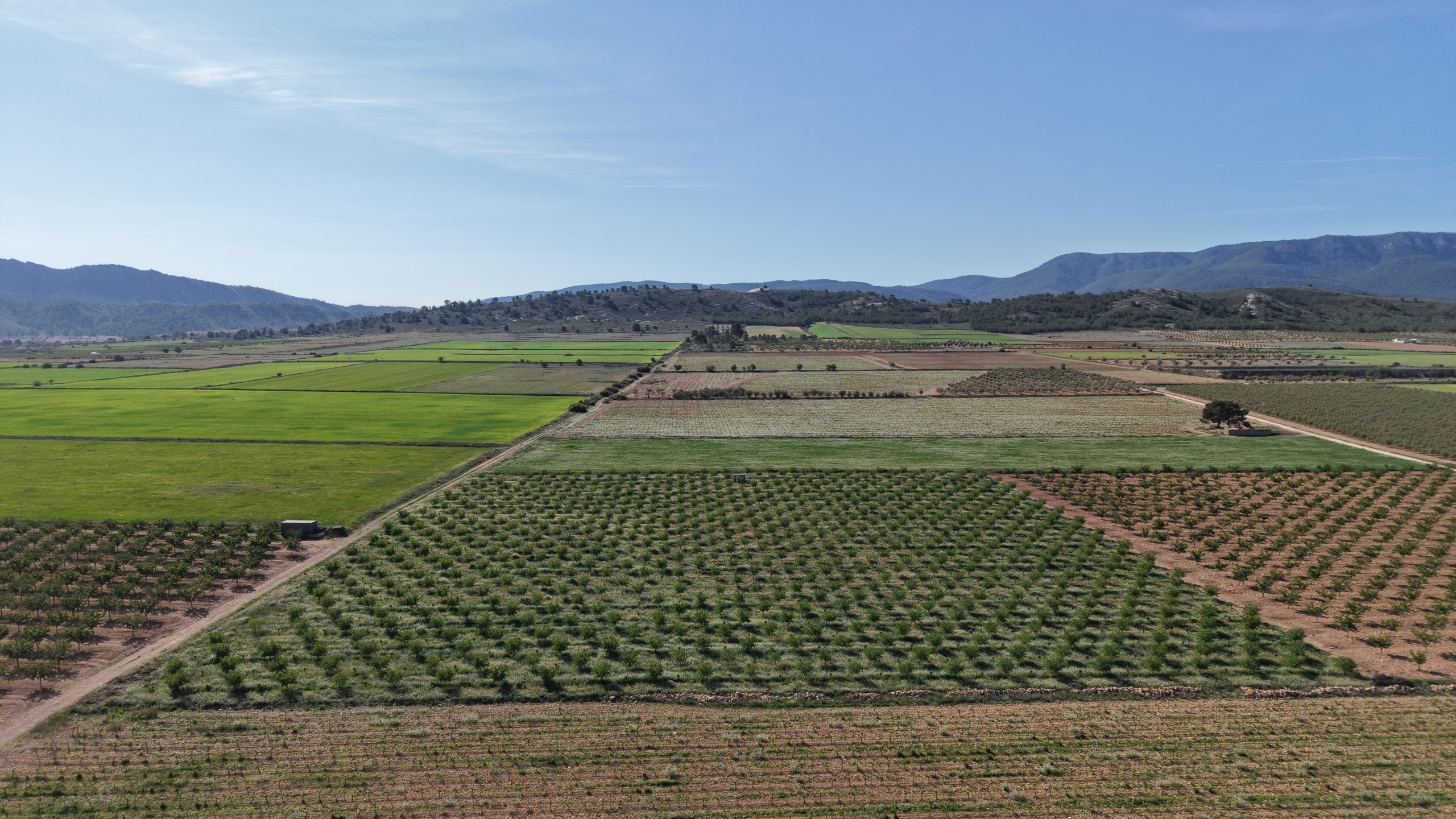default Land te koop in Spanje: Bouwperceel van 21.625 m² met amandelbomen in Yecla (Murcia)