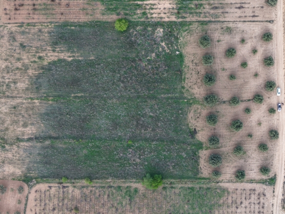 Bouwgrond te koop in Jumilla: Groot bouwperceel met volgroeide olijfbomen