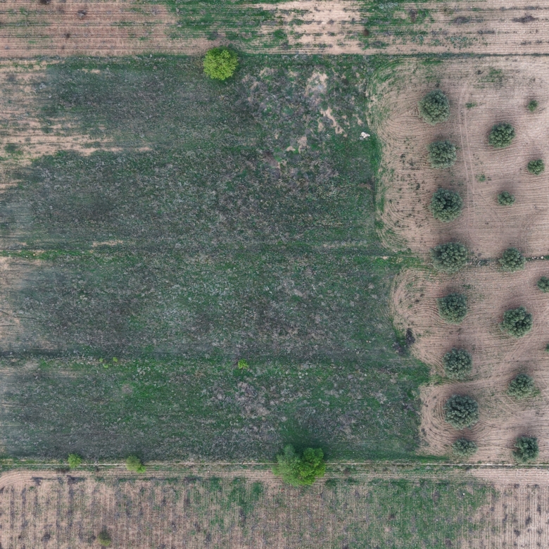 Bouwgrond te koop in Jumilla: Groot bouwperceel met volgroeide olijfbomen