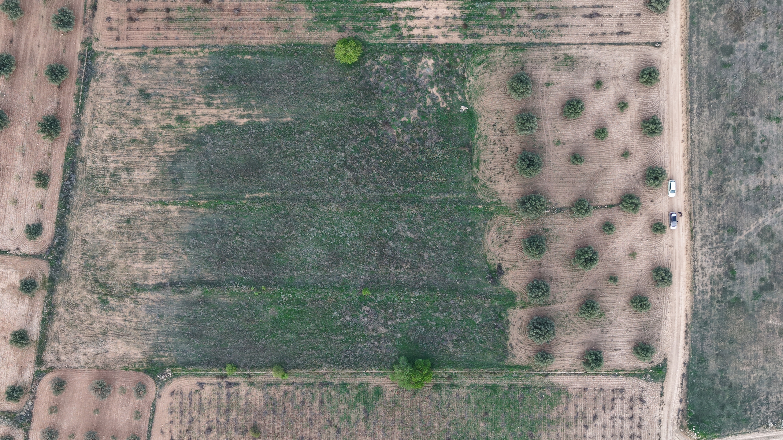 Bouwgrond te koop in Jumilla: Groot bouwperceel met volgroeide olijfbomen