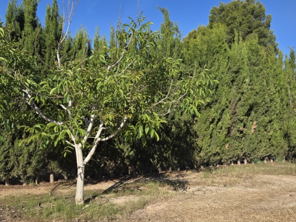 Landelijk vastgoed met loodsen op een groot grondstuk in Yecla, Murcia