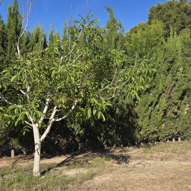 Landelijk vastgoed met loodsen op een groot grondstuk in Yecla, Murcia