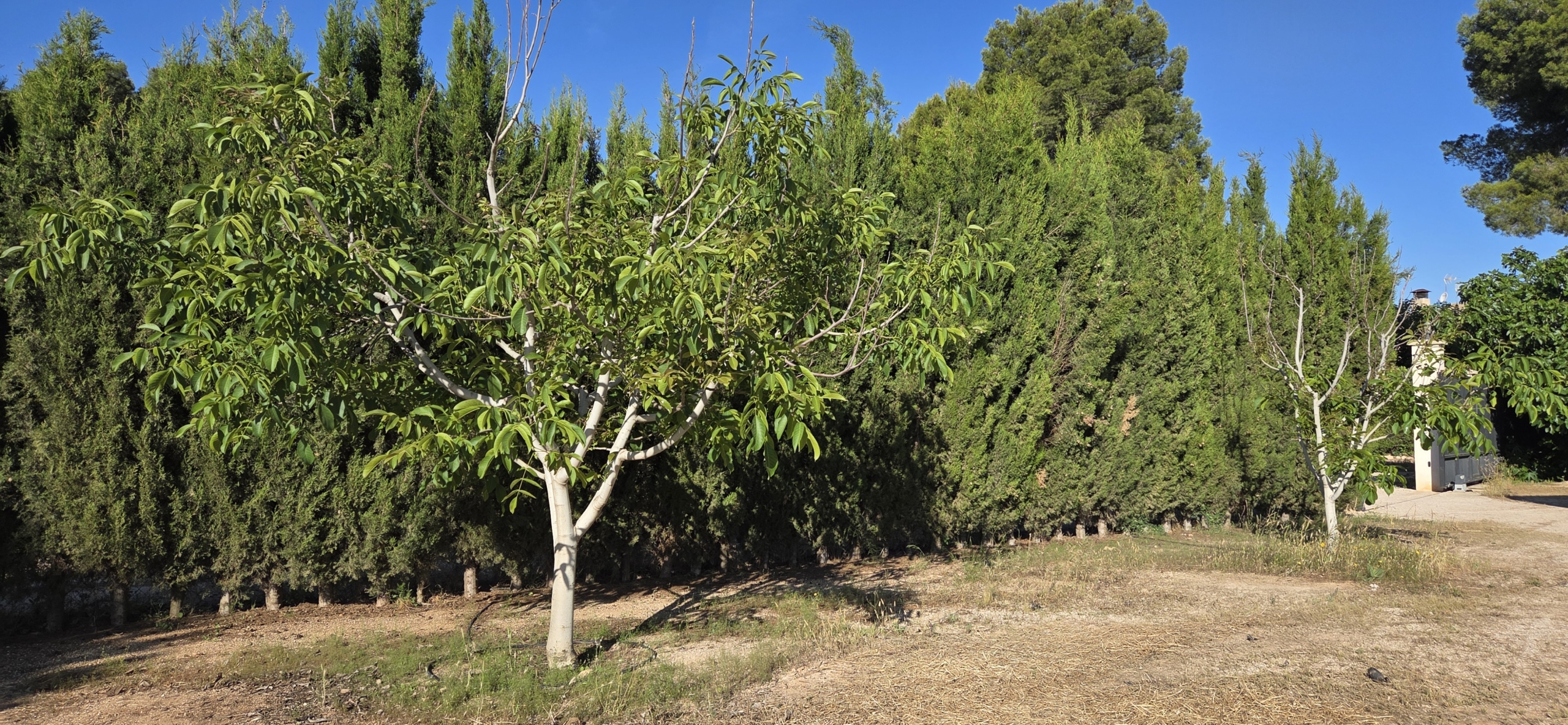 Landelijk vastgoed met loodsen op een groot grondstuk in Yecla, Murcia