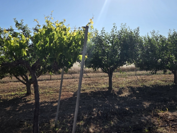 Landelijk vastgoed met loodsen op een groot grondstuk in Yecla, Murcia