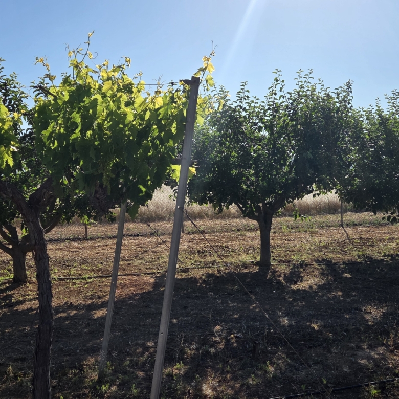 Landelijk vastgoed met loodsen op een groot grondstuk in Yecla, Murcia