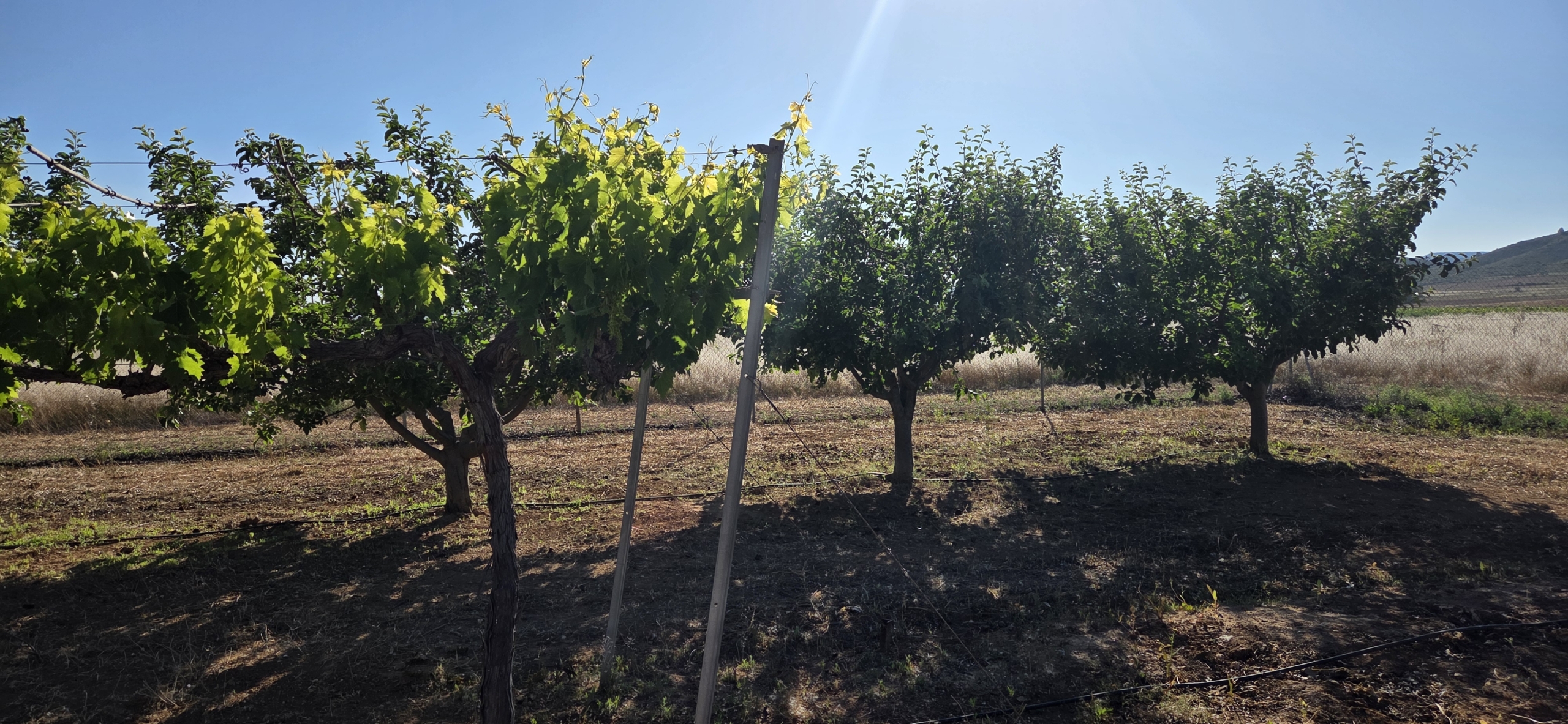 Landelijk vastgoed met loodsen op een groot grondstuk in Yecla, Murcia