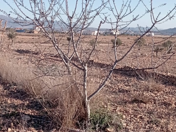 Country House in Pinoso (Ref: MP6034)