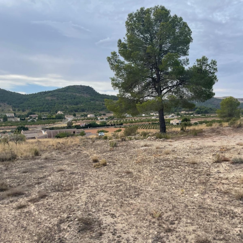 Land in Pinoso (Ref: MP6165)