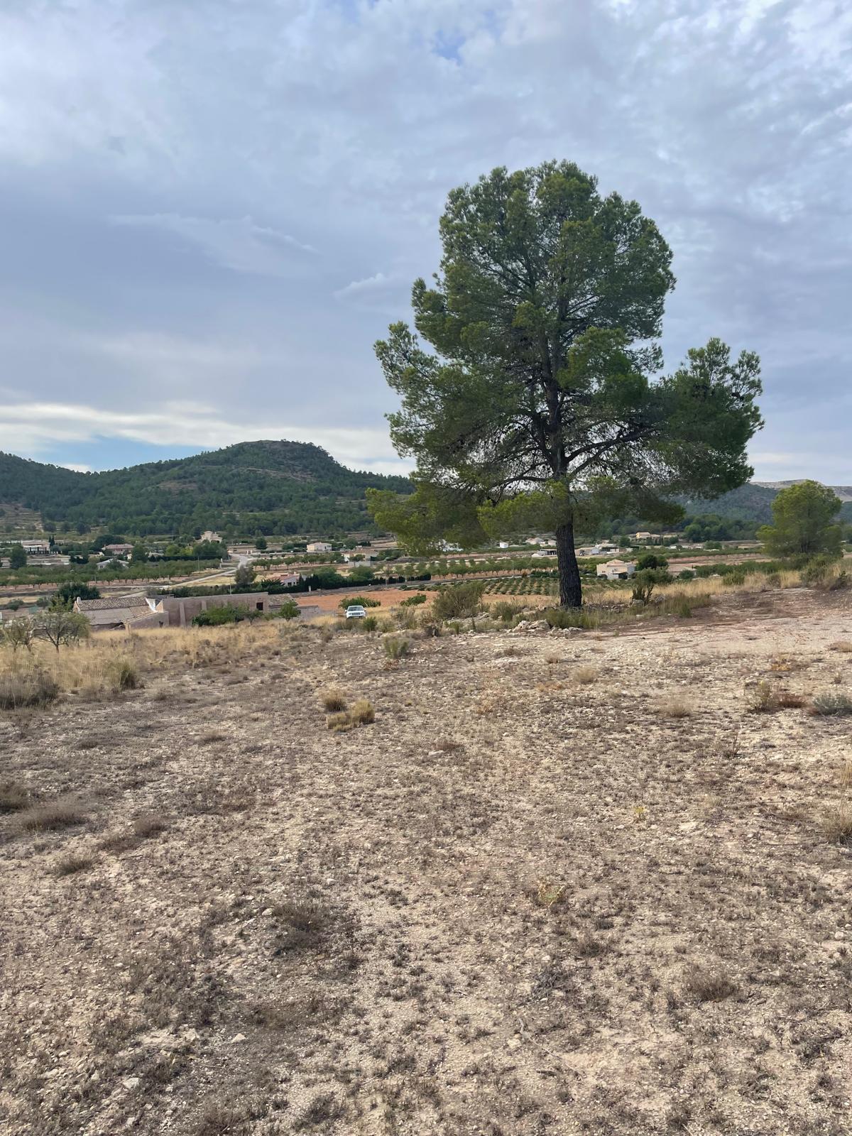 Land in Pinoso (Ref: MP6165)