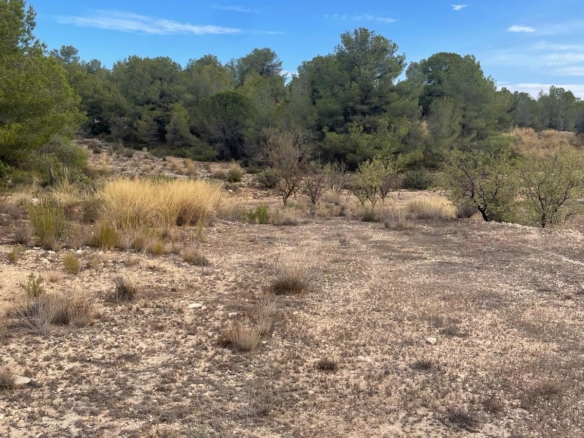 Land in Pinoso (Ref: MP6165)