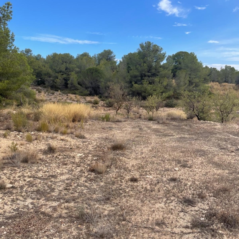 Land in Pinoso (Ref: MP6165)