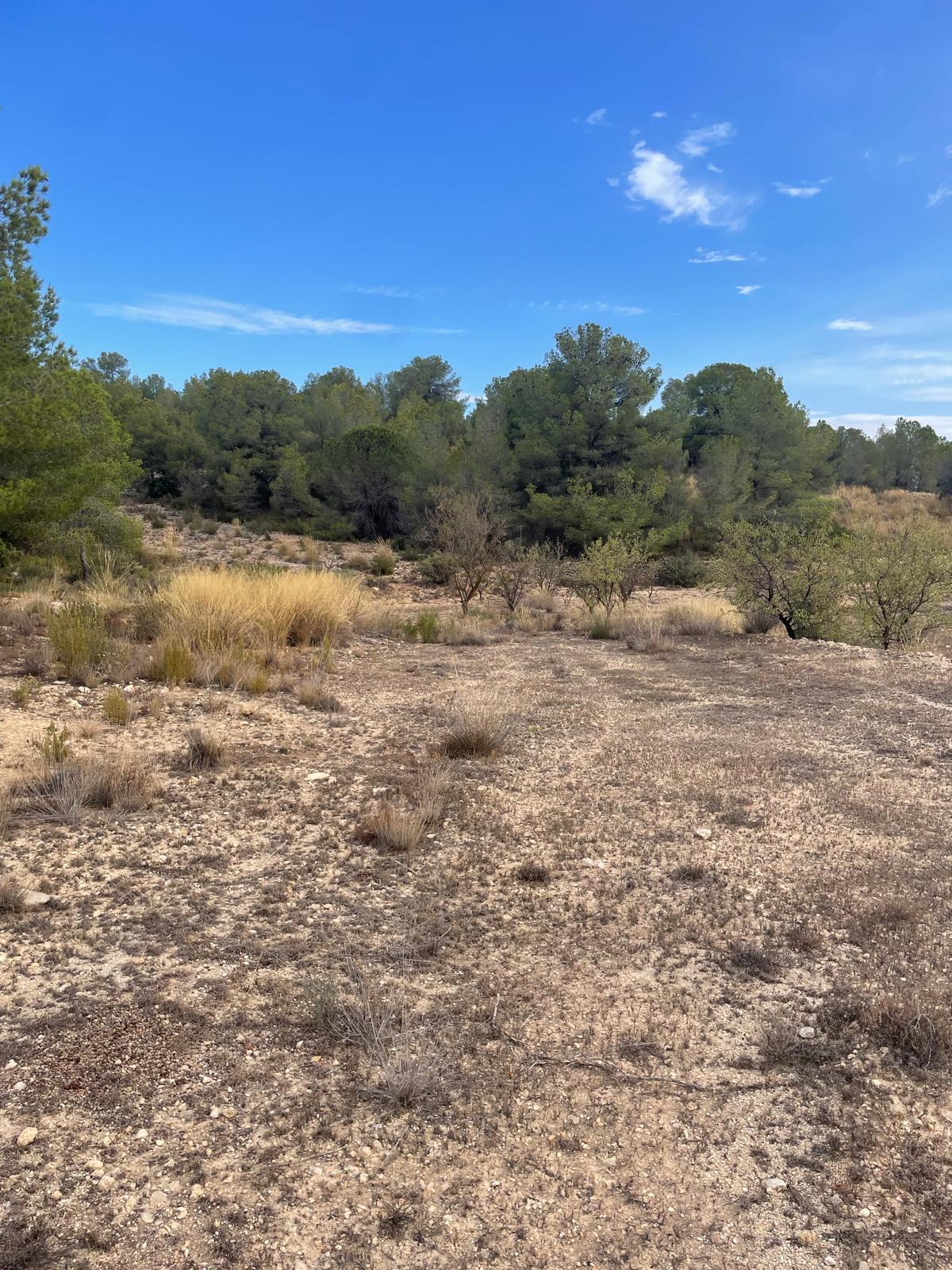Land in Pinoso (Ref: MP6165)