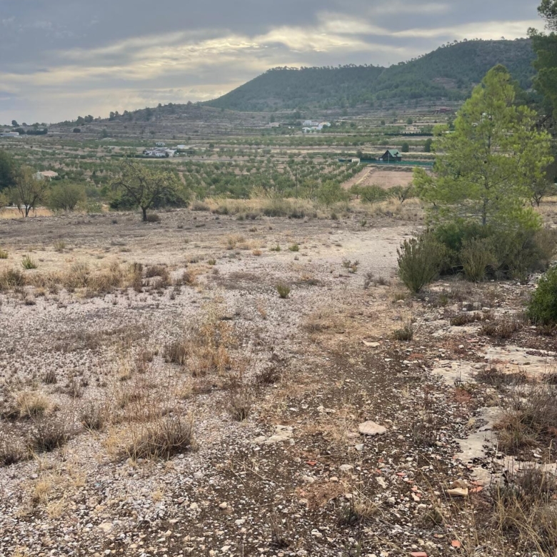 Land in Pinoso (Ref: MP6165)
