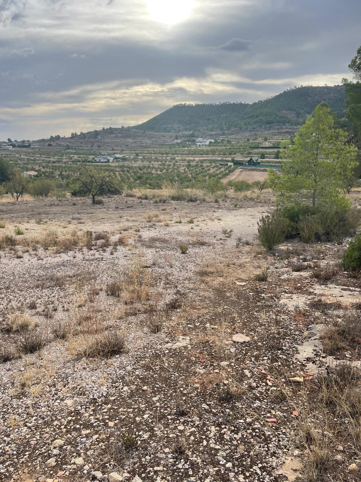 Land in Pinoso (Ref: MP6165)