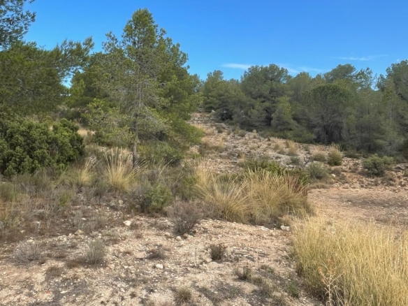 Land in Pinoso (Ref: MP6165)