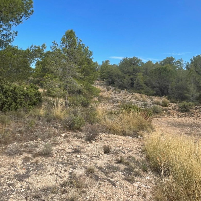 Land in Pinoso (Ref: MP6165)