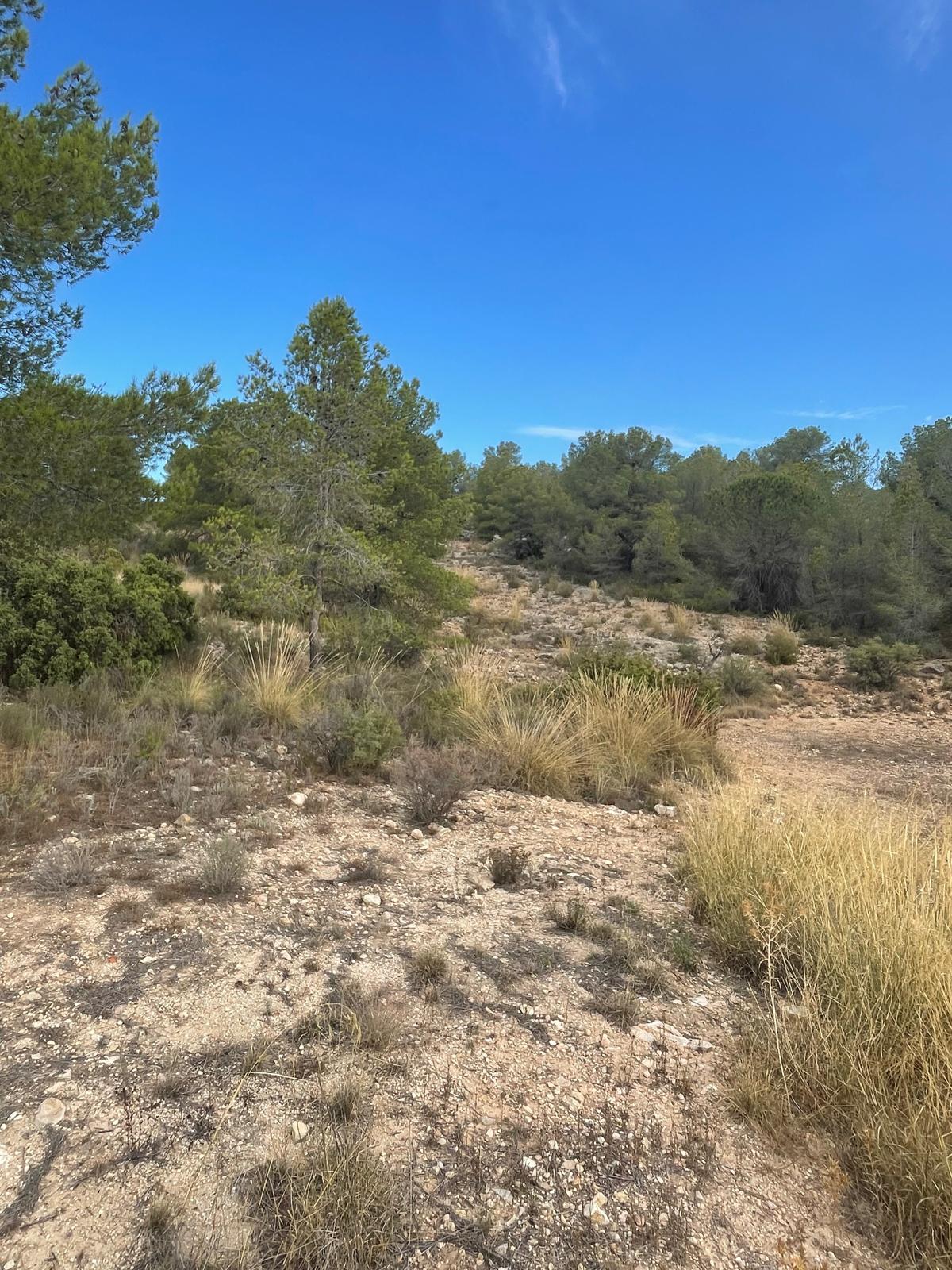 Land in Pinoso (Ref: MP6165)