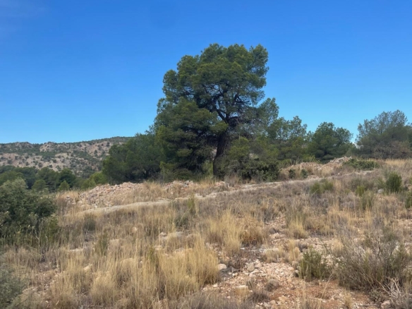 Land in Pinoso (Ref: MP6165)