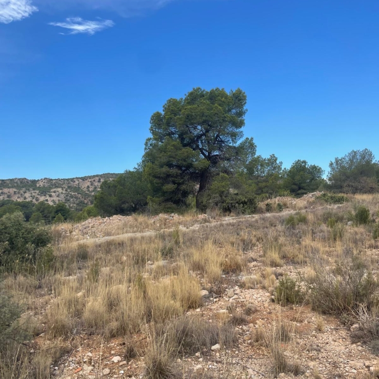 Land in Pinoso (Ref: MP6165)