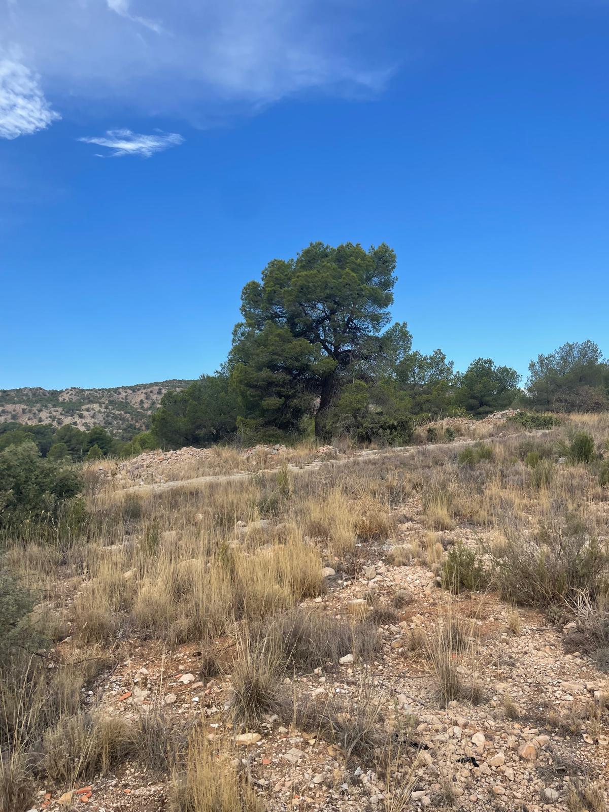 Land in Pinoso (Ref: MP6165)