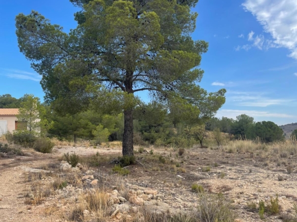 Land in Pinoso (Ref: MP6165)