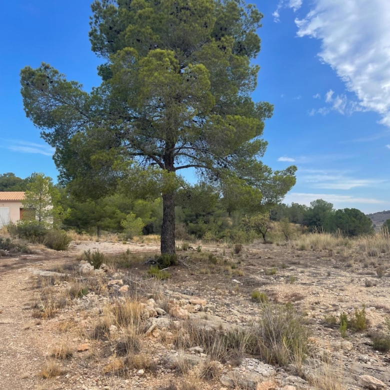 Land in Pinoso (Ref: MP6165)