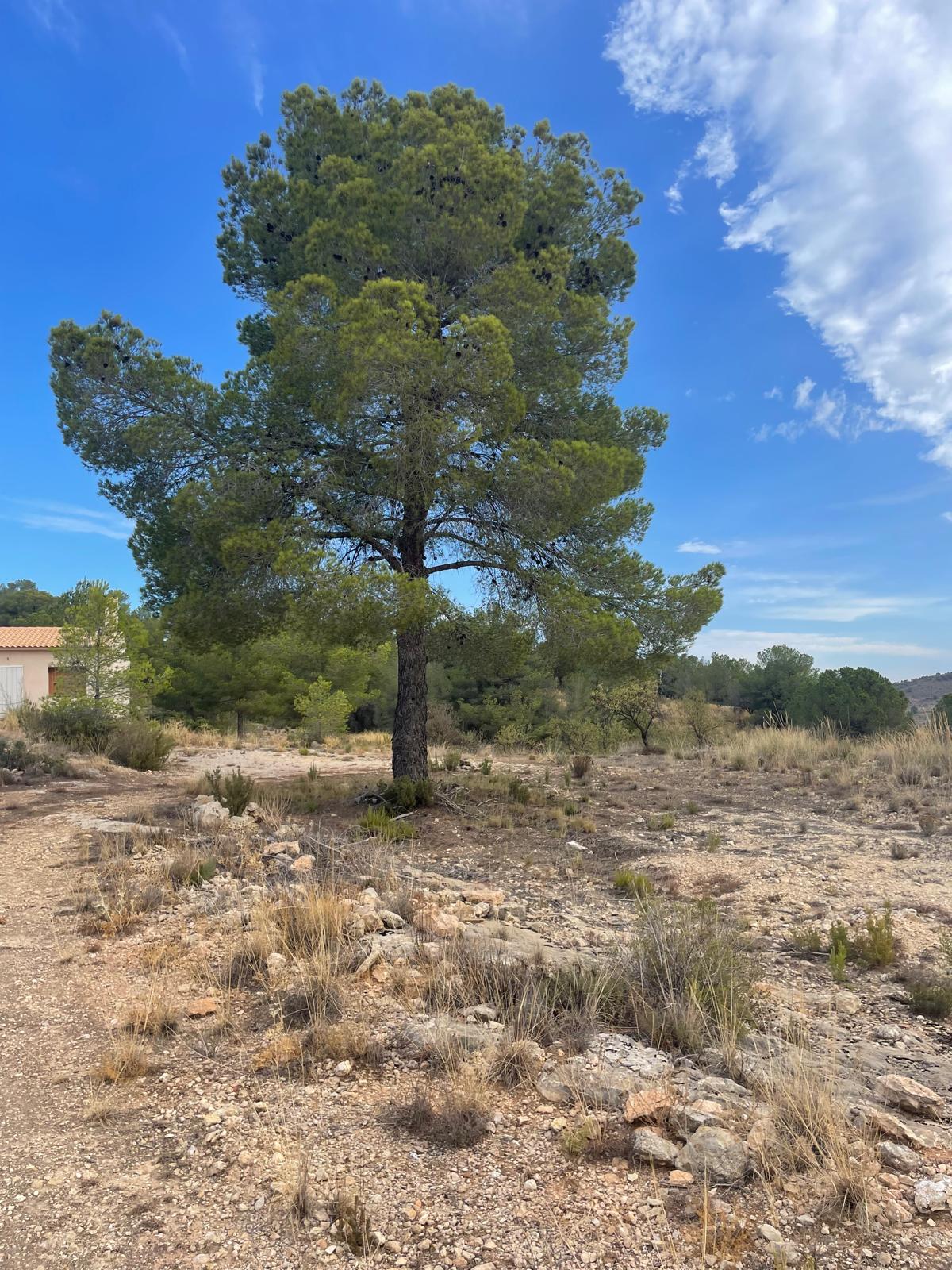 Land in Pinoso (Ref: MP6165)