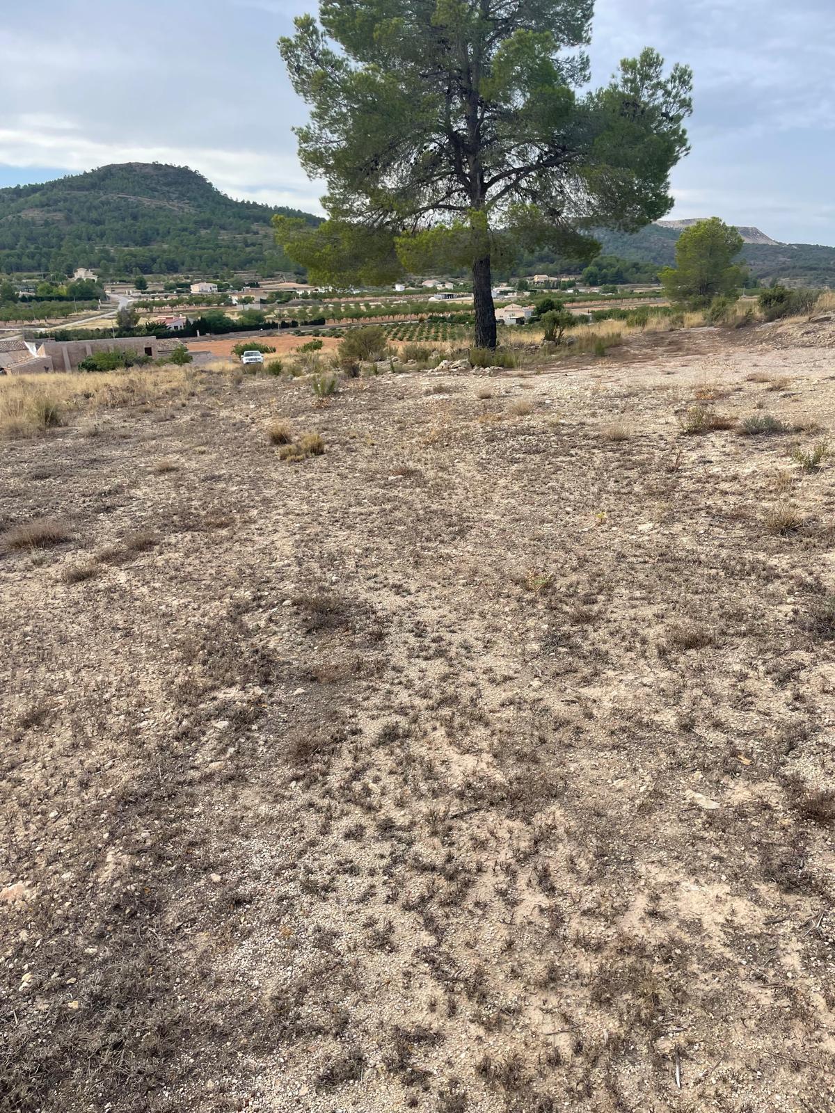 Land in Pinoso (Ref: MP6165)
