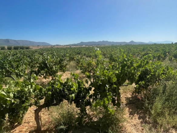 Land in &Uacute;beda (Ref: MP6614)