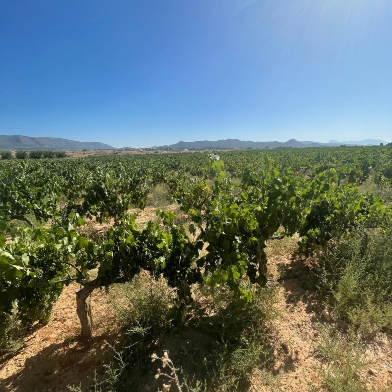 Land in &Uacute;beda (Ref: MP6614)