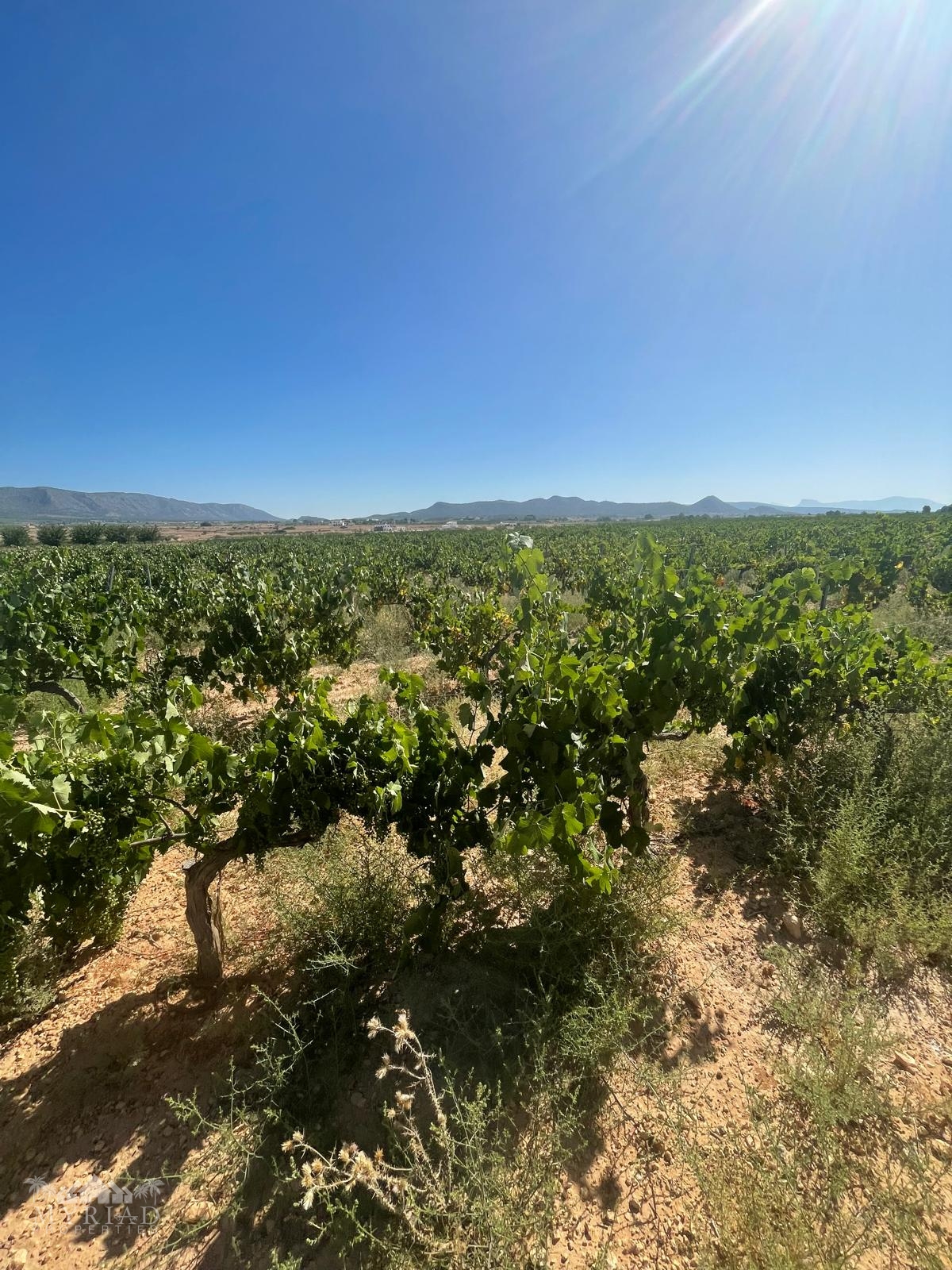 Land in &Uacute;beda (Ref: MP6614)