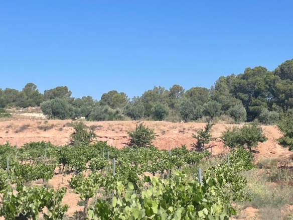 Land in &Uacute;beda (Ref: MP6614)