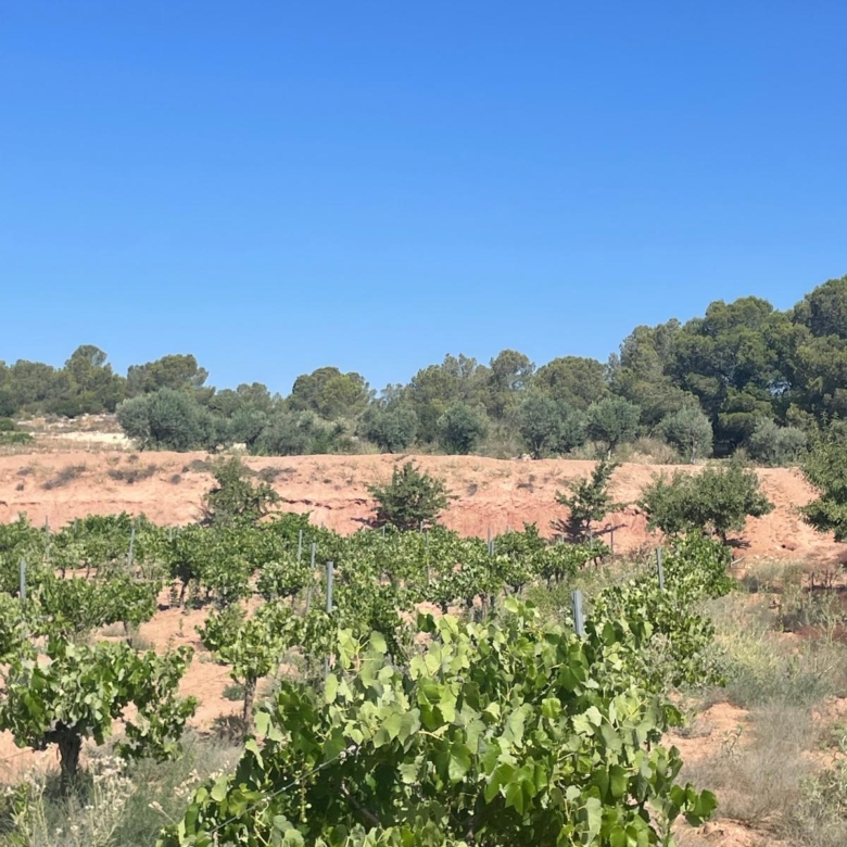 Land in &Uacute;beda (Ref: MP6614)