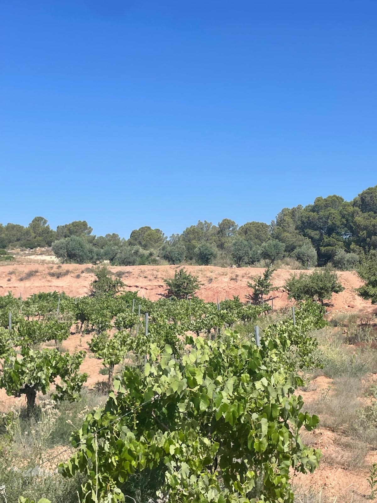 Land in &Uacute;beda (Ref: MP6614)