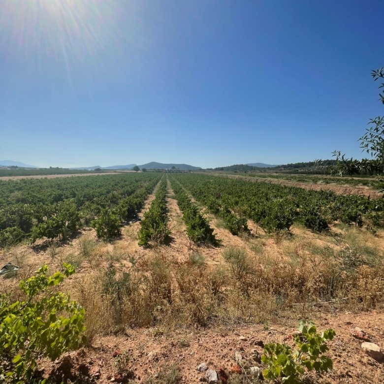 Land in &Uacute;beda (Ref: MP6614)