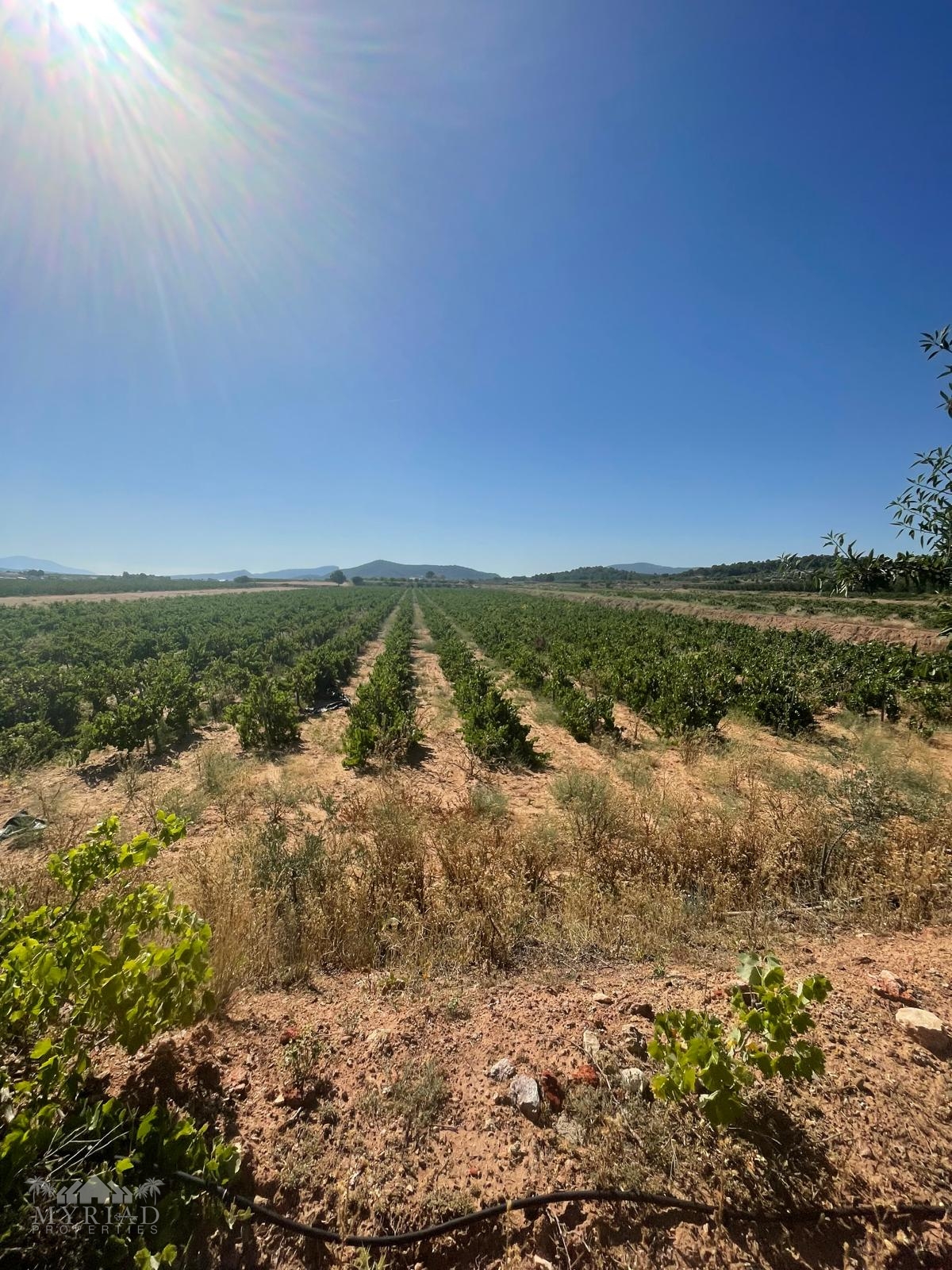 Land in &Uacute;beda (Ref: MP6614)